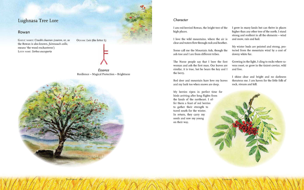 <i>The Children's Forest</i> by Dawn Casey, Anna Richardson, and Helen d'Ascoli