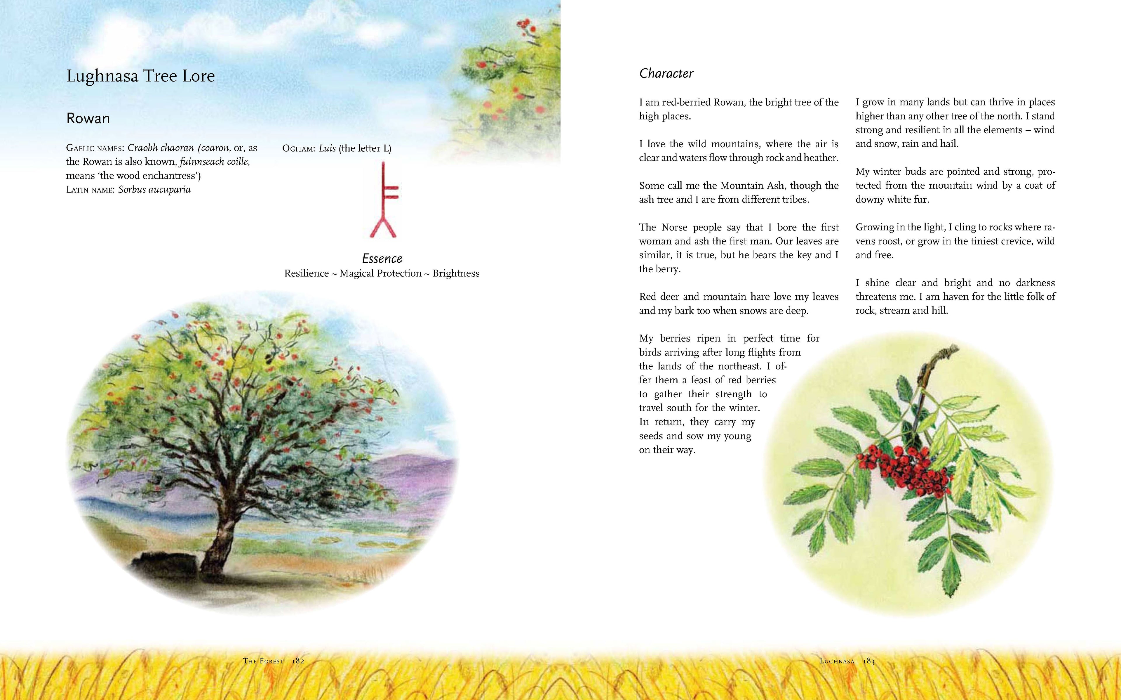 <i>The Children's Forest</i> by Dawn Casey, Anna Richardson, and Helen d'Ascoli